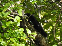Callosciurus prevostii pluto