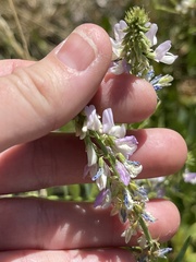 Galega officinalis