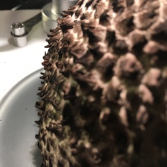 Strobilomyces confusus