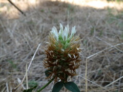 Trifolium vesiculosum