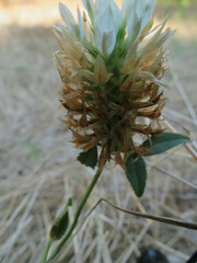 Trifolium vesiculosum