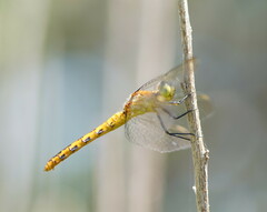 Diplacodes melanopsis