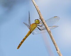 Diplacodes melanopsis