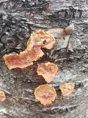 Phlebia radiata
