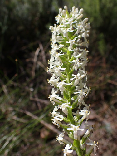 Microdon parviflorus (Microdon parviflorus)