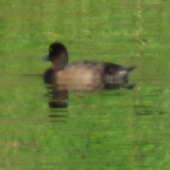 Aythya affinis