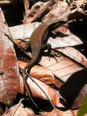 Eutropis rudis