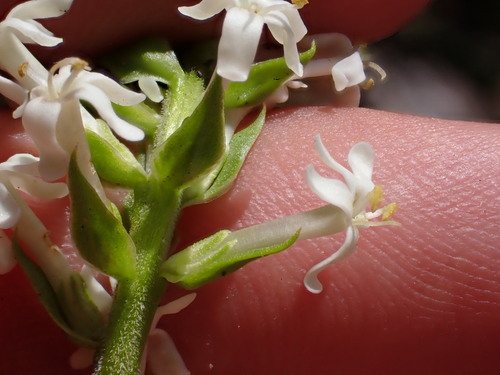 Image of Microdon parviflorus by (c) Ren Hoekstra, some rights reserved (CC BY)