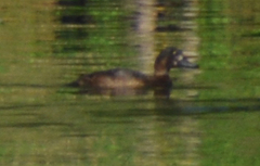 Aythya affinis
