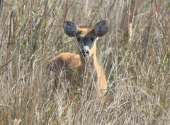 Blastocerus dichotomus