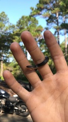 Liodytes rigida sinicola