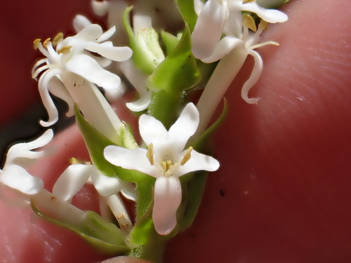 Image of Microdon parviflorus by (c) Ren Hoekstra, some rights reserved (CC BY)
