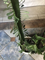 Euphorbia trigona