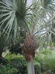 Tracheophyta