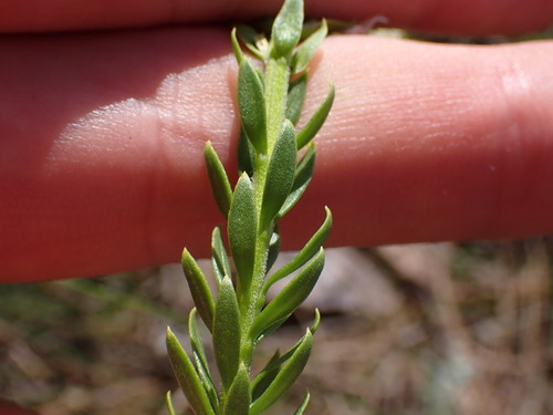 Image of Ovalleaf Catstailbush (Microdon parviflorus) by (c) Ren Hoekstra, some rights reserved (CC BY)