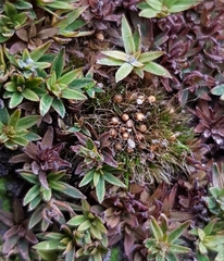 Pleuridium acuminatum