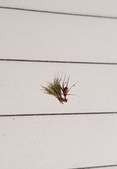 Pleuridium acuminatum