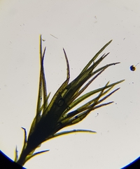 Pleuridium acuminatum