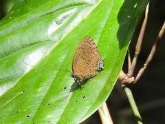 Arhopala silhetensis