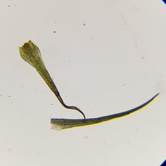 Pleuridium acuminatum