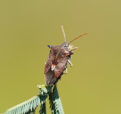 Oechalia schellenbergii