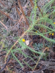 Ulex