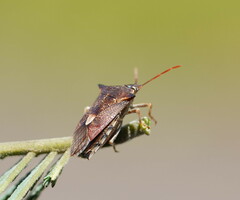 Oechalia schellenbergii