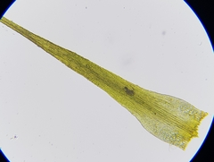 Pleuridium acuminatum