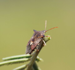 Oechalia schellenbergii