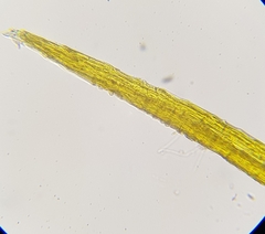 Pleuridium acuminatum