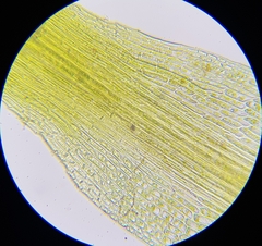 Pleuridium acuminatum