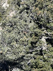 Picea engelmannii