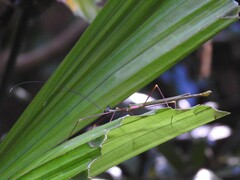 Paradiacantha acanthocephala
