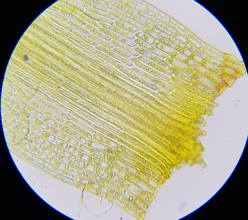 Image of Pleuridium acuminatum by (c) Helen Waterman, some rights reserved (CC BY)