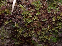 Pleuridium acuminatum