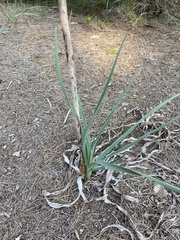 Asphodelus macrocarpus