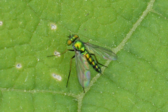 Condylostylus caudatus