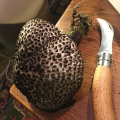 Strobilomyces confusus