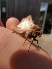 Mythimna albipuncta