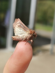 Mythimna albipuncta