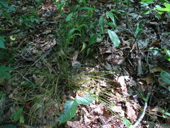 Carex rosea