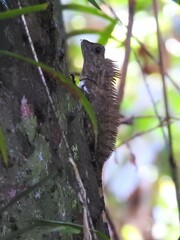 Gonocephalus bornensis