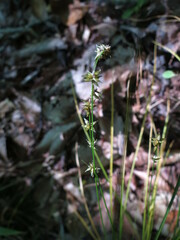 Carex rosea