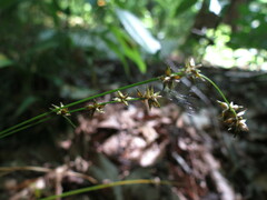 Carex rosea