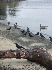 Corvus brachyrhynchos caurinus