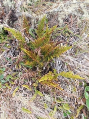 Asplenium appendiculatum appendiculatum