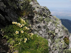 Saxifraga bryoides