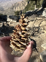 Pinus flexilis