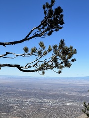 Pinus flexilis