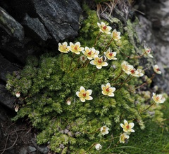 Saxifraga bryoides